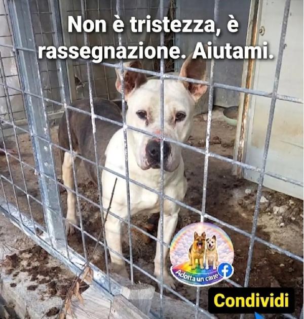 Laika Molossina Vive Chiusa In Mezzo Alle Sue Feci! Salerno Urgentee